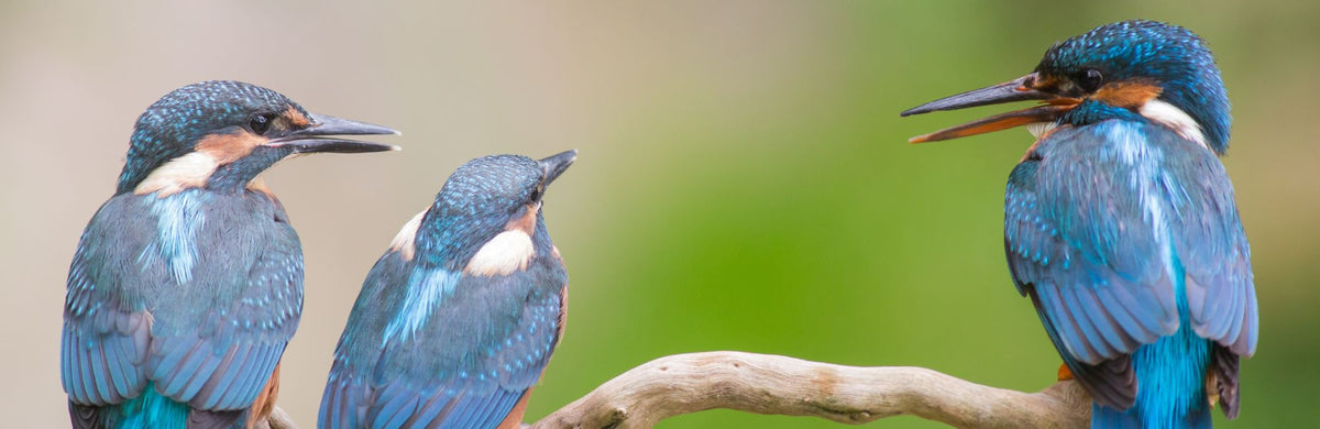 Warum Vögel keine Ohrmuschel brauchen, SCHALLWERK Blog